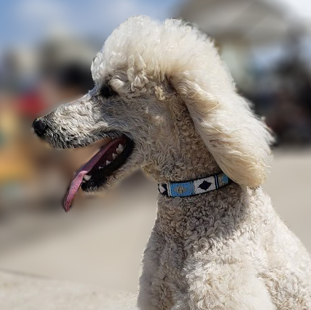 Diamond Blue Dog Collar Dog Collars