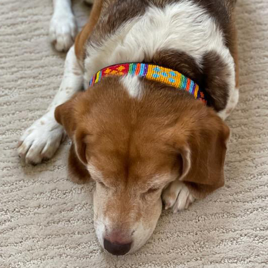 Guatemala Dog Collar Dog Collars