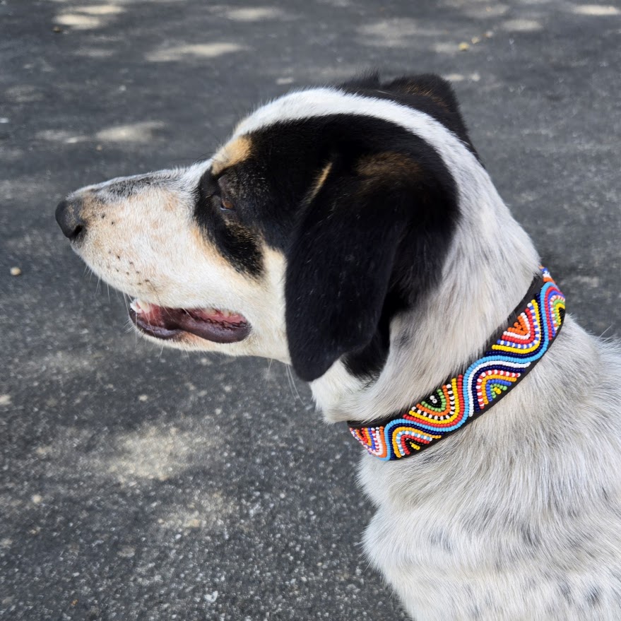 Wave Dog Collar Dog Collars