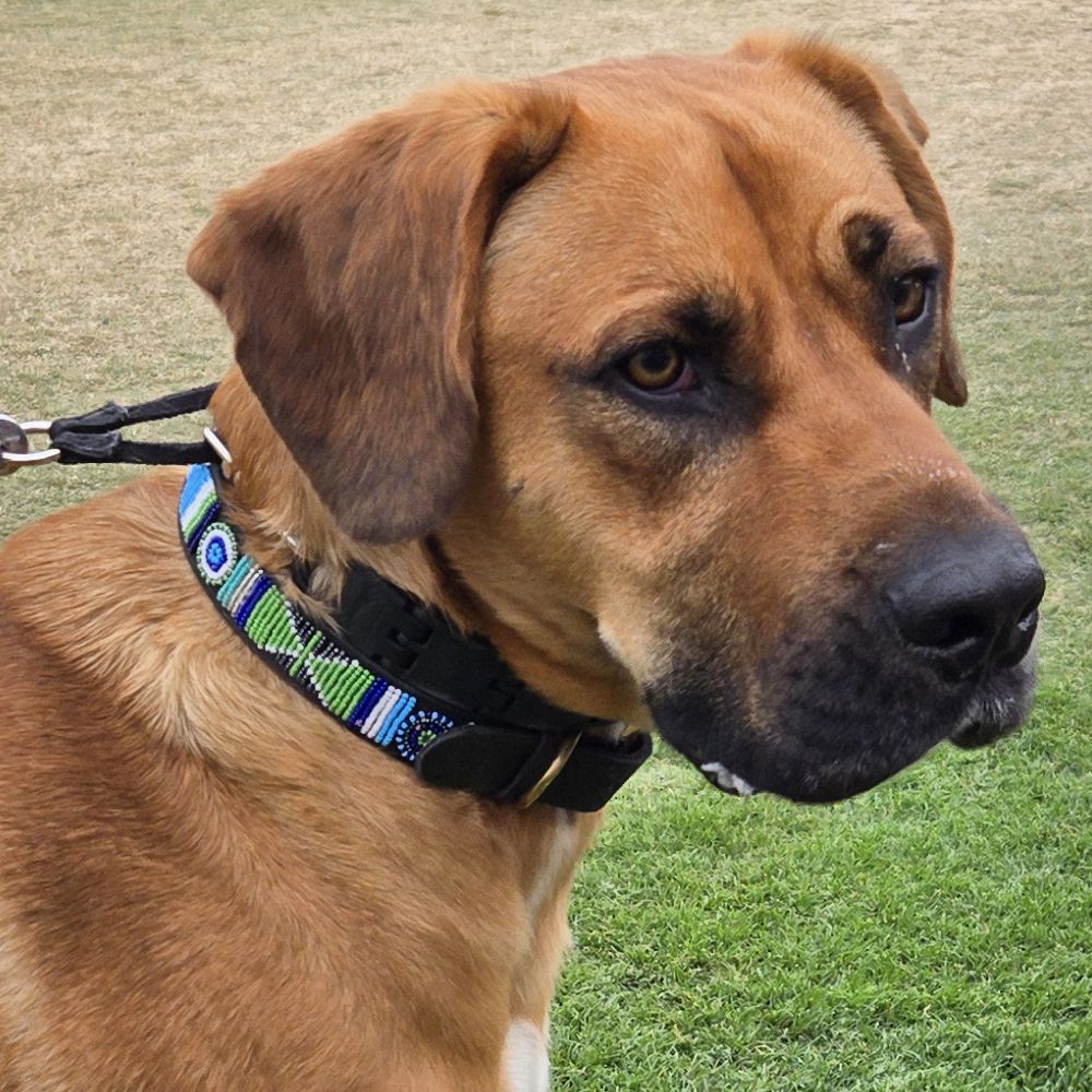 Atlantic Dog Collar Dog Collars