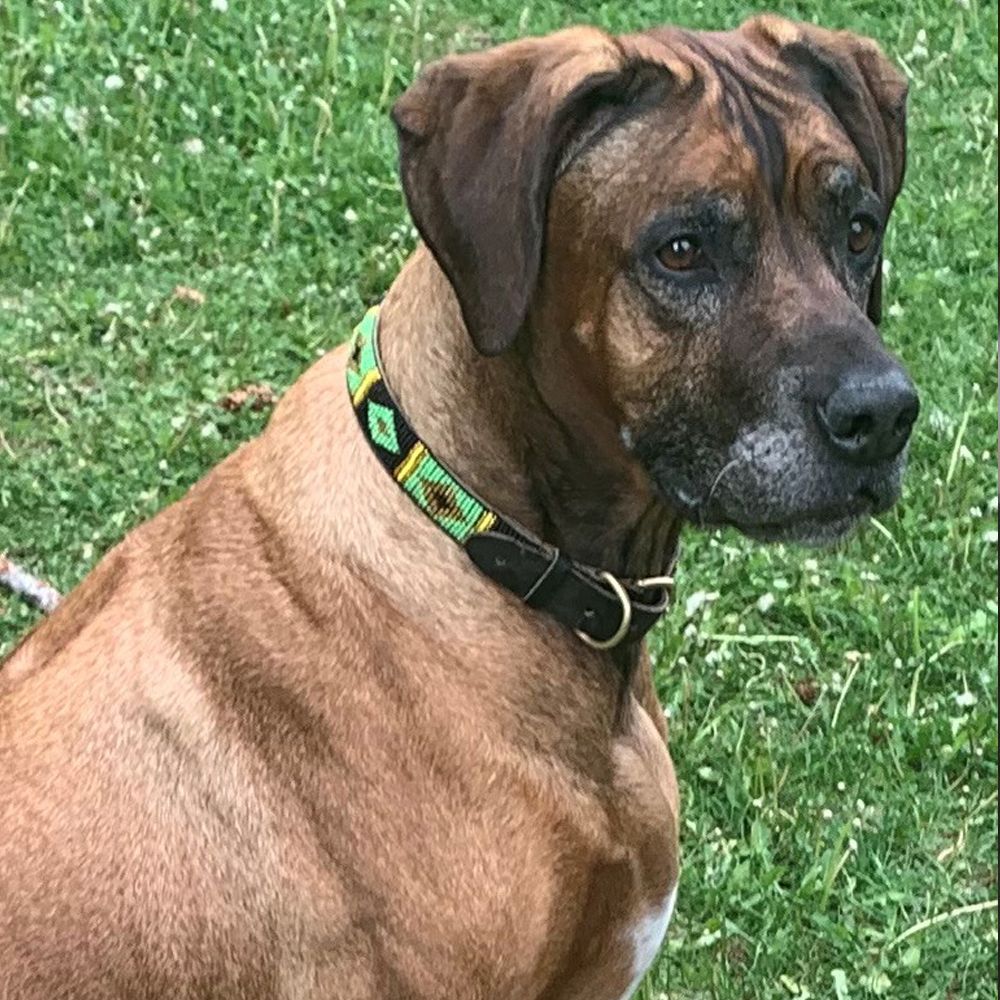 Diamond Green Dog Collar Dog Collars