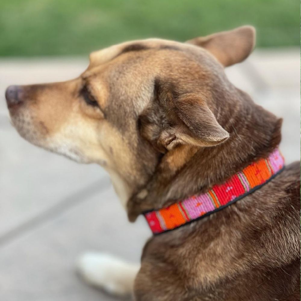 Dotted Panel Pink Dog Collar Dog Collars